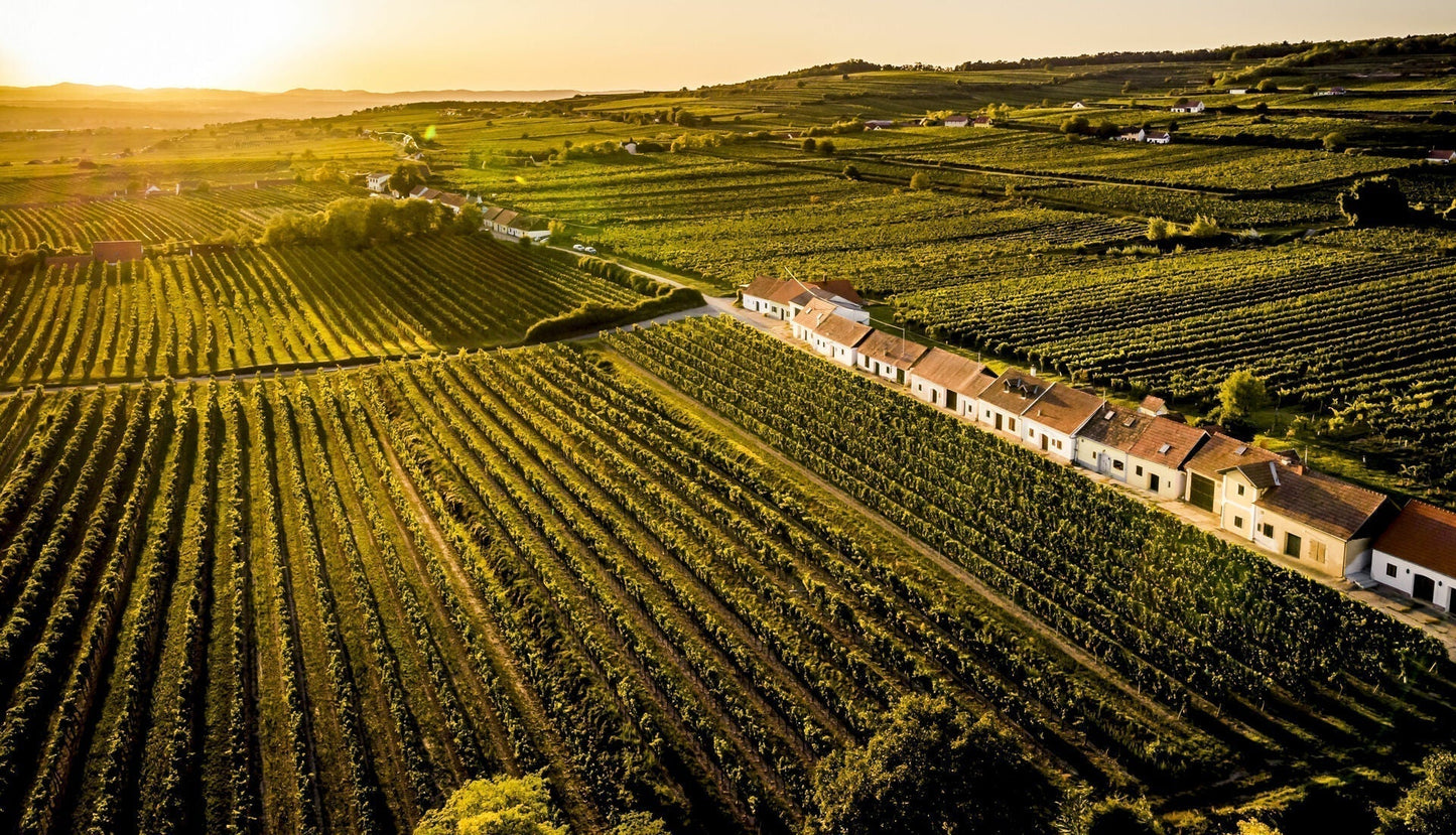 Die Geschichte des Weinanbaus in Österreich und die Fortführung dieses Erbes durch Weingüter, wie SK Wines